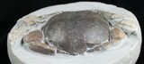 Tumidocarcinus Crab Fossil - New Zealand #4643-4